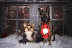 Weihnachten mit Hund