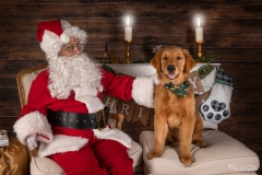 Weihnachten mit Hund